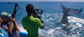 Projeto Baleia Jubarte abre edital para seleção de estagiários