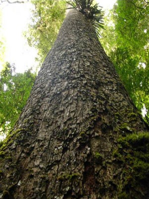 Concurso na BA busca a maior árvore Jequitibá; premiação é de R$ 20 mil