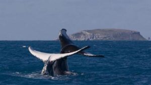 Bahia deve receber mais de 20 mil baleias-jubarte