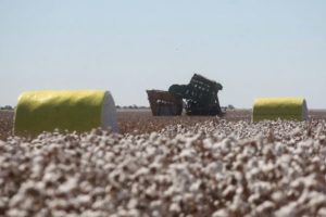 Agricultura gerou R$ 27,5 bilhões para a Bahia em 2020, melhor resultado em 26 anos