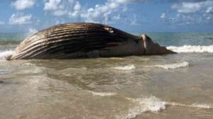 Secretaria de Meio Ambiente de Mucuri e Projeto Baleia Jubarte lançam protocolo de conduta para encalhes de mamíferos aquáticos