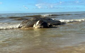 Baleia Jubarte é encontrada morta na praia de Mucuri